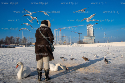 Zimowa Gdynia. Dokarmianie ptaków na plaży miejskiej....
