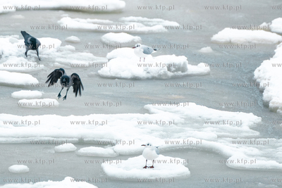 Zimowy Sopot. 13.02.2026 / fot. Anna Rezulak / KFP