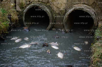 Gdansk. Pracowinicy Gdanskich melioracji oproznili...