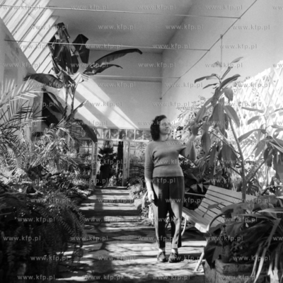 Oranżeria w palmiarni w Parku Oliwskim.
1962
0000360z
Fot....