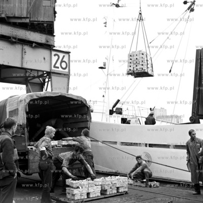 Załadunek kobiałek z owocami przeznaczonymi na eksport...