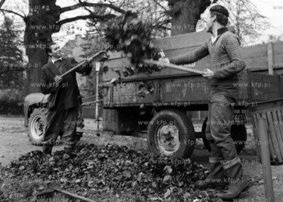 Pracownicy zieleni miejskiej ładują na przyczepę...