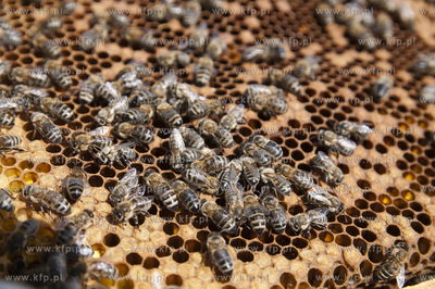 Pszczelarz pan Kazimierz Stosik podczas wiosennych...