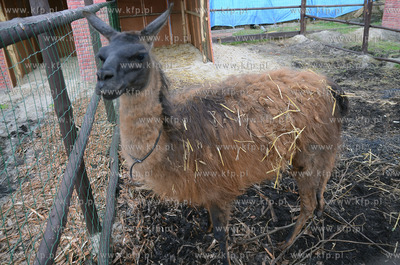W Debogorzu Wybudowaniu (gmina Kosakowo), tuz przy...