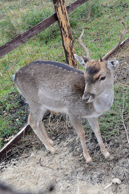 11.11.2013 o godz. 11:11 otwarto ZOO FARME W Debogorzu,...