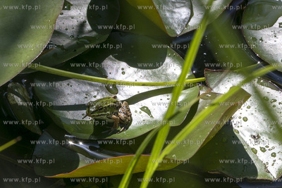 Żaby w przydomowym stawiku. 09.06.2019 fot. Daniel...