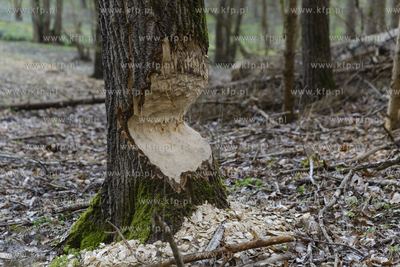 Wiosenny las
Nz. Pień drzewa obgryziony przez bobry
22.03.2020
Fot....