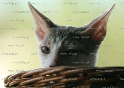 4-tygodniowy kociak rzadkiej rasy cornish rex 15.07.2006...