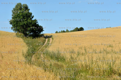 Zukowo na Kaszubach. Pola ze zbozem i polna droga za...