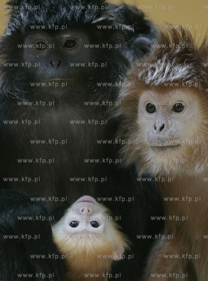 Walentynkowy nastroj udzielil sie niektorym mieszkancom...