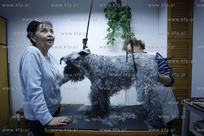 Gdansk Zaspa. Zaklad strzyzenia psow. Nz strzyzenie...