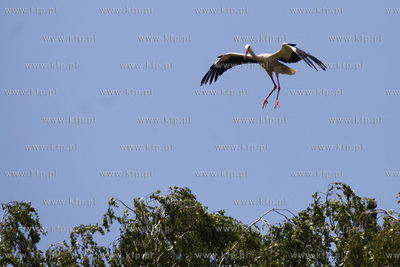 Bakowo. Obraczkowanie bocianow bialych. Akcja odbywa...
