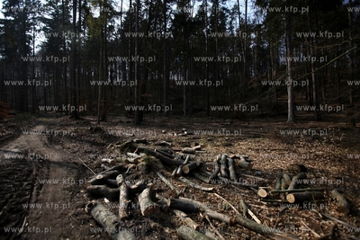 Gigantyczny wyrąb drzew w Trójmiejskim Parku Krajoobrazowym.
25.03.2015
fot....