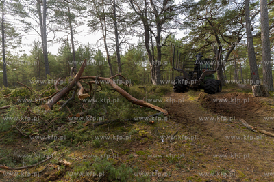 Wycinka lasu w okolicach Słajszewa w woj. pomorskim...