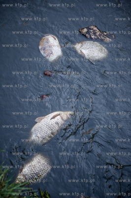 Gdansk. Pracowinicy Gdanskich melioracji oproznili...