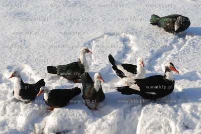 Zima w Rumi. Nz. Kaczki domowe (tzw "Pekinki"} nad...