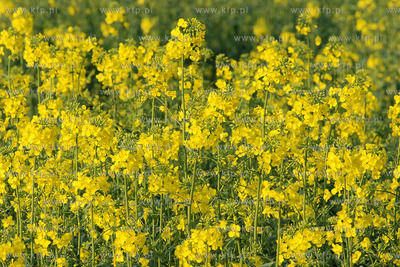 Kwitnacy rzepak w okolicy Przejazdowa k/Gdanska
04.04.2008
Fot....