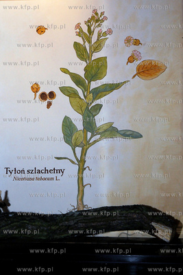 Muzeum Tabaki - Tabacznik pomyslu Daniela Czapiewskiego...