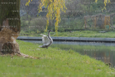 Starogard Gdański,Park Miejski.05.11.2019Fot. Krzysztof...