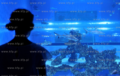 Otwarcie Aquaparku Reda w Redzie. Atrakcją jest akwarium,...