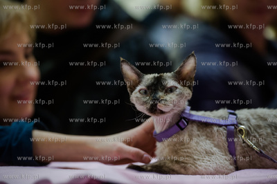 Gdansk. Wrzeszcz. Dzien Kota w CH Galeria Baltycka.
21.02.2016
fot....