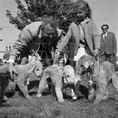 Wystawa psów rasowych na terenie Wyścigów Konnych...