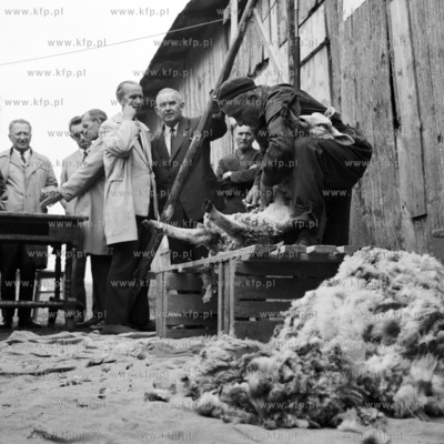 Konkurs strzyzenia owiec. 
10.1969
3pazdziernik69_z.kosycarz_p7
Fot....