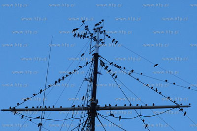 Tysiace ptakow przeslonilo w sobote wieczorem niebo...