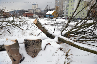 Wycinka drzew pod budowe nowej Trasy Slowackiego w...