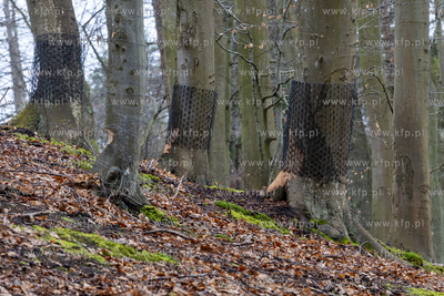 Sopot. Staw Mazowiecki. Drzewa zabiezpieczone siatką...