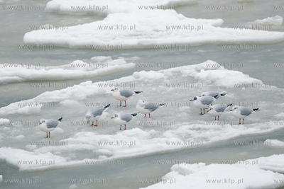 Zimowy Sopot. 13.02.2026 / fot. Anna Rezulak / KFP