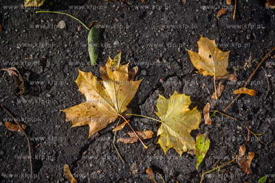 Gdańsk. Jesien w Parku Steffensa.
30.10.2016
fot....