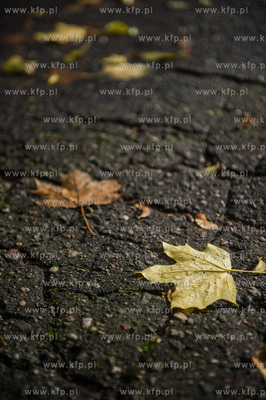 Gdańsk. Jesien w Parku Steffensa.
30.10.2016
fot....