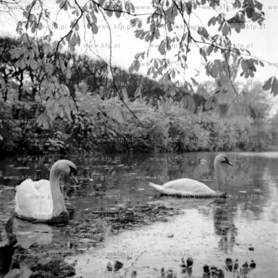 Łabędzie w parku w Gdańsku Oliwie. 1969
0000359z
Fot....