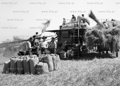 Żniwa na Zuławach. (lata50). 1958 0007889z Fot. Zbigniew...