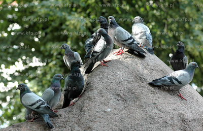 Golebie na pomniku Armii Krajowej w parku przy ul....