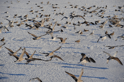 Gdansk Zakoniczyn. Zimowy krajobraz pelen sniegu. Mewy...