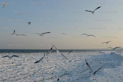 Gdynia Orlowo w zimowej szacie. Stado  mew przy orlowskim...