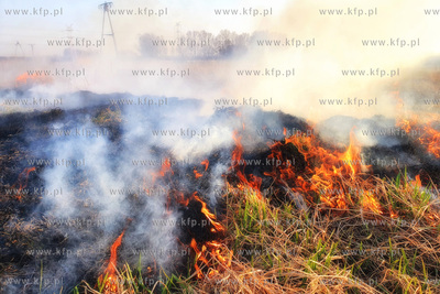 Nielegalne wypalanie traw przy ulicy Wołyńskiej w...