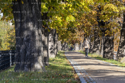 Aleja kasztanowców na koronie wału Kanału Raduni...