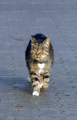 Kot. 10.01.2005 fot. Krzysztof Mystkowski /KFP