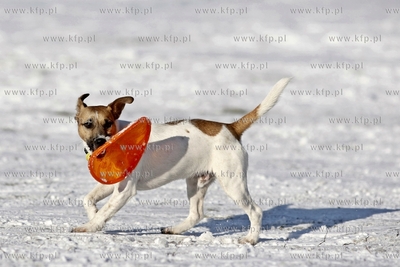 Pies w parku Reagana w Gdansku. 01.02.2015 fot. Krzysztof...