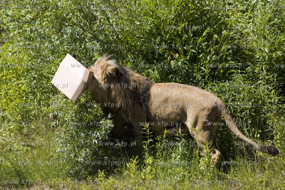 Lwie atrakcje na wakacje ! Konferencja prasowa w oliwskim...
