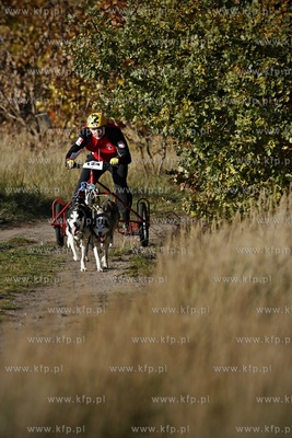 Gdańsk. Park Reagana. Pucharu Polski Psich Zaprzęgów...