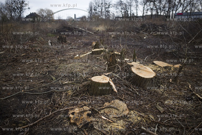 Wycinka drzew przy ul. Kochanowskiego w Gdańsku.
28.02.2017
fot....