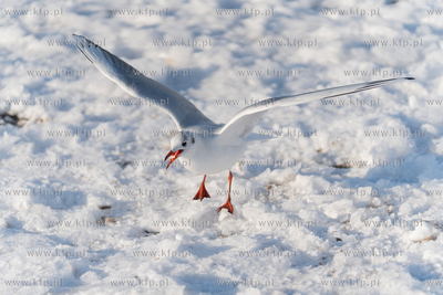 Zimowa Gdynia. Dokarmianie ptaków na plaży miejskiej....