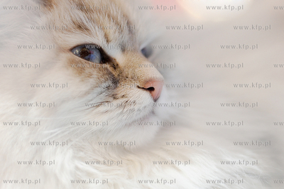 Swiatowy Dzien Kota w Galerii Baltyckiej. Obchodom...