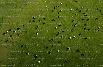 Wypas krow na polskich lakach. NZ laki i stado w okolicy...