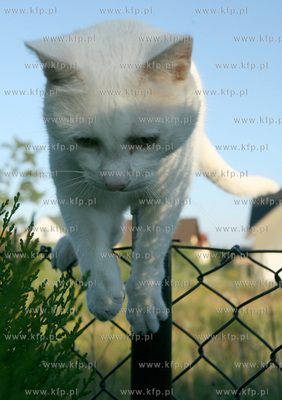 Lato w ogrodzie Nz. Kot Albin przechodzi przez plot...