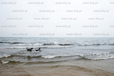 Sopocka plaza przyjazna dla zwierzat. Wprowadzona uchwala...